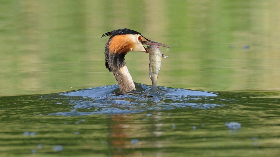 Haubentaucher mit erbeutetem Fisch