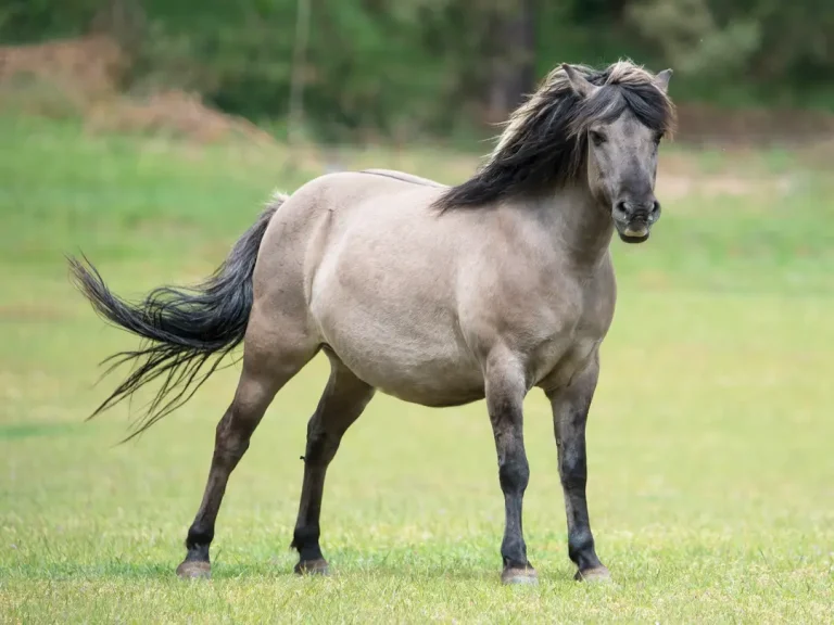 Wildpferd